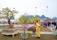 Japanese Cherry and Yen Tu Yellow Ochna blossoms to shine in Ha Long